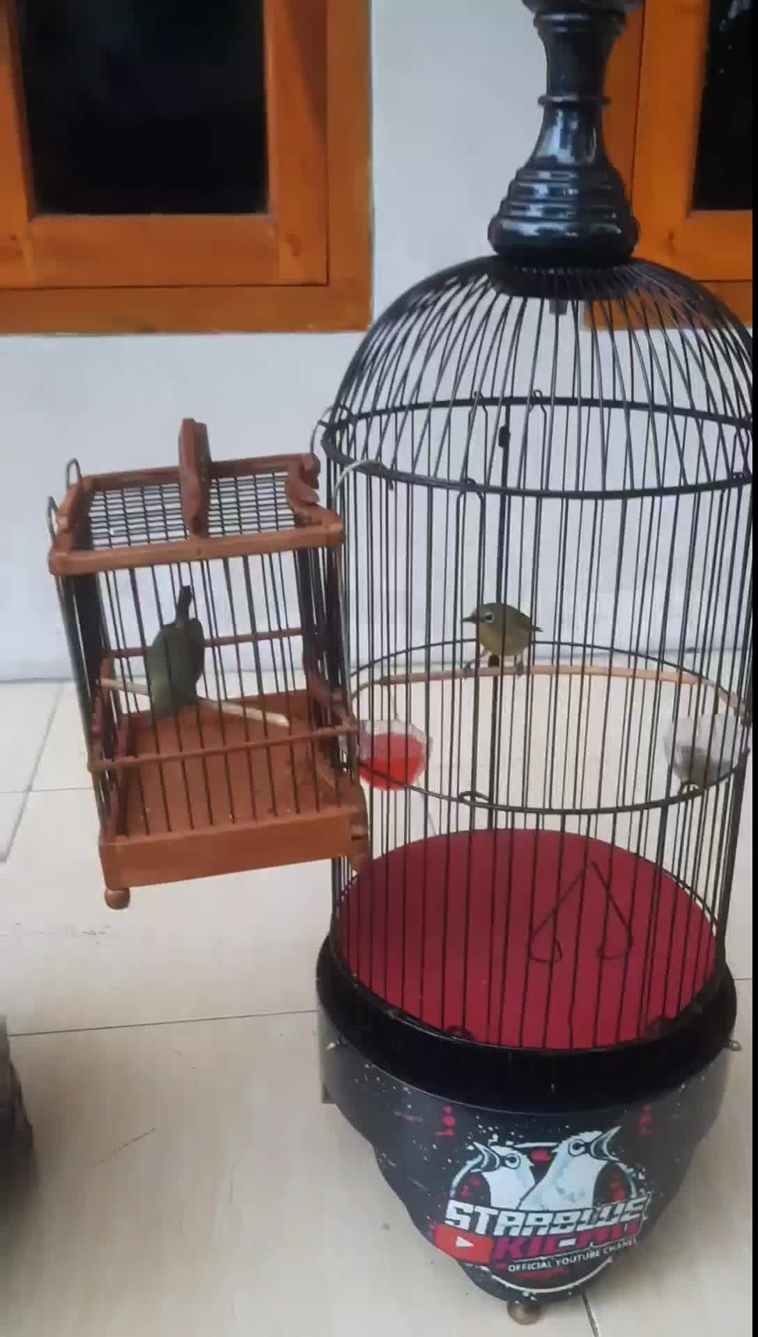 SANGKAR UNTUL PLECI, SOGON, KONIN DLL..