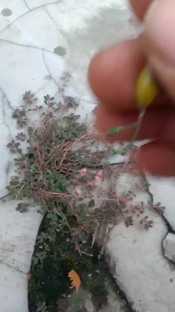 Rayap lure umpan mancing edisi kuning dan orange micro casting sudah pasang micro swifel Umpan Ikan kail akitakitsune