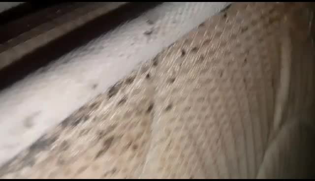 500 ML Anti Kutu Kasur & Sofa, Pembasmi Kutu Busuk, Kutu Loncat, Kutu Anjing, Kutu Kucing