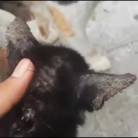 PAKET AMPUH JAMUR SCABIES KABUR! CAT AND FIT X1 DAN HERBACAT OBAT KUCING JAMURAN, MENGOBATI JAMUR, KUTU, SCABIES, RINGWORM KUCING MANJUR HERBAL ALAMI OBAT TETES TENGKUK KUCING