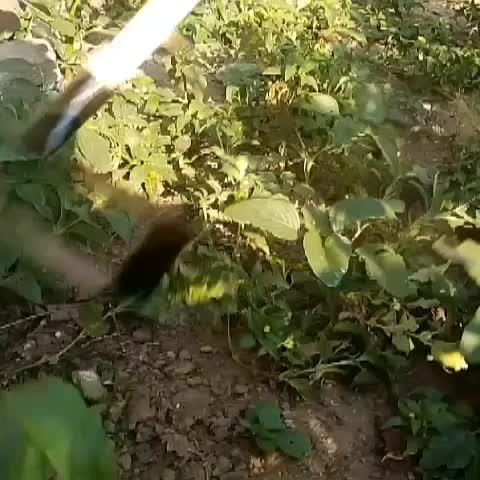 Cangkul garuk asli baja Gergaji - Cangkul garuk rumput liar gulma super tajam 2 in 1 gerigi