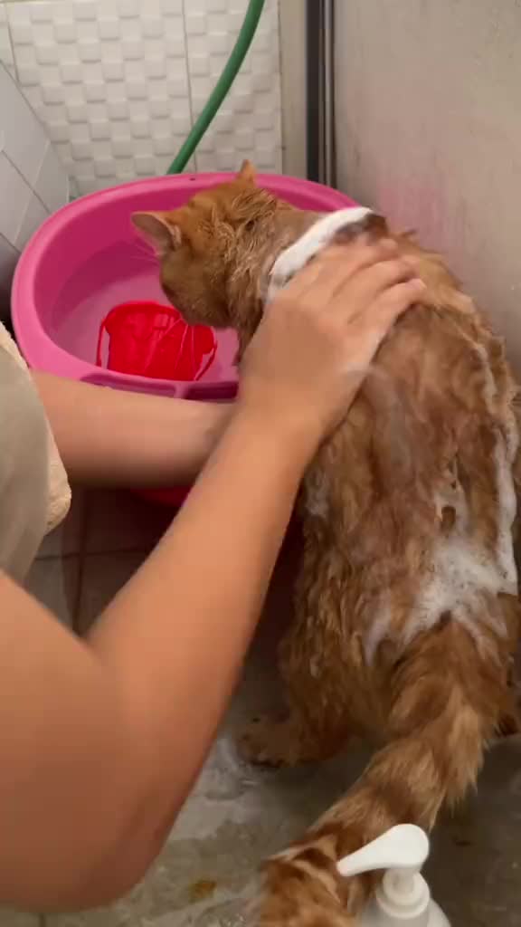 Shampo Pelebat Bulu dan Perawatan Kulit Kucing Sensitif - PETSO By Dr.Bulu antiseptik anjing & kucing