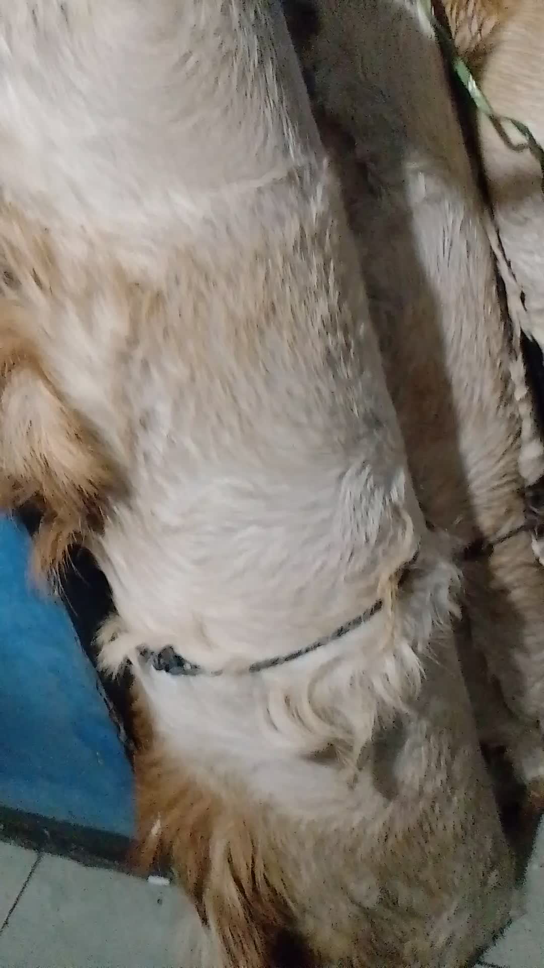 Kulit kambing kering super jumbo (bedug dan gendang)