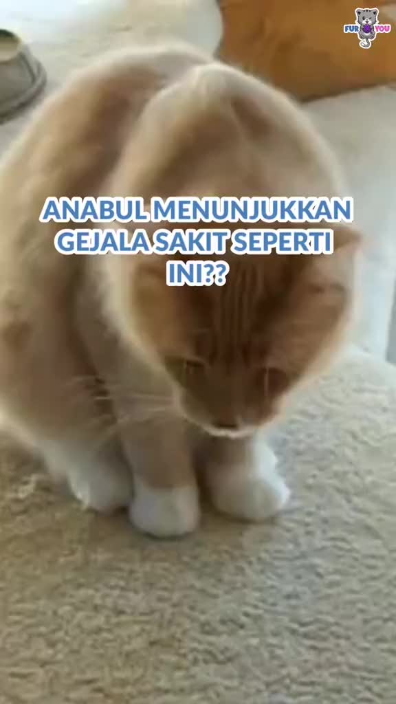 Furyou Sirup Batuk Pilek Anabul