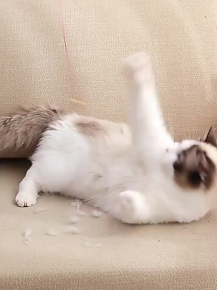 FOLOPETS Sikat Roller Pembersih Bulu Kucing Anjing Otomatis Roller Bulu Baju Pakaian Debu Aksesoris Hewan