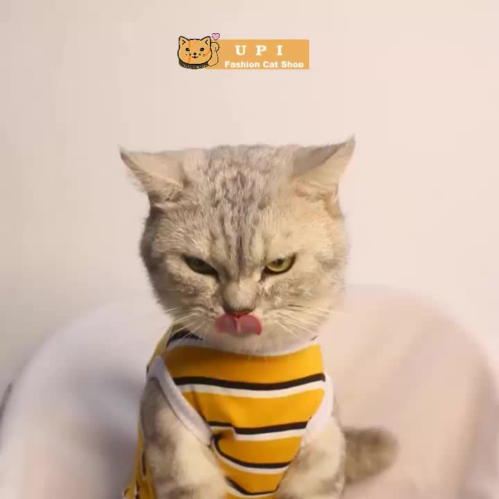 [UPI CAT] Baju Kaos Kucing Cewek Cowok Custom cat