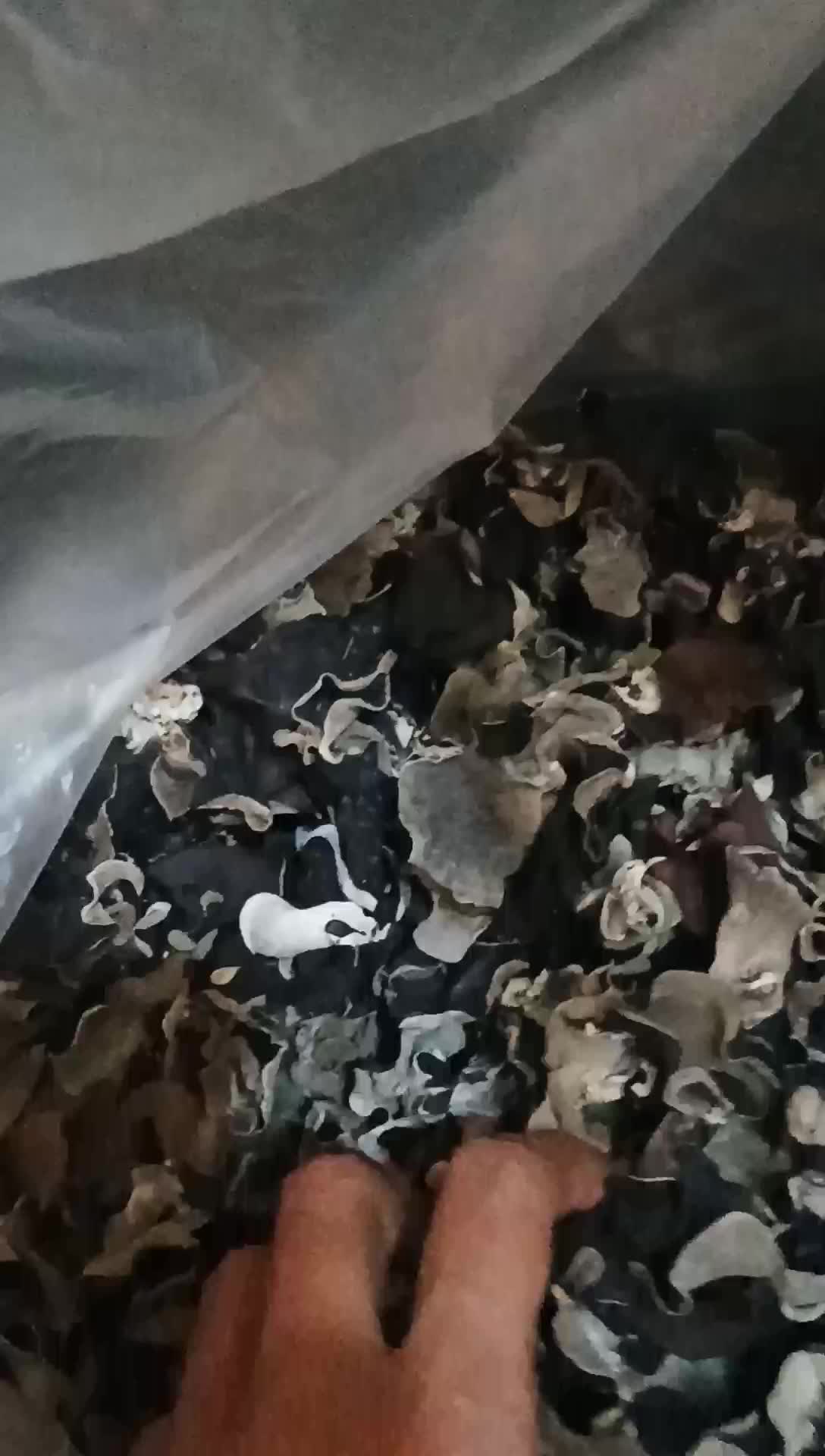 jamur kuping kering kecil sortir 1 kg